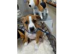 Adopt Sadie a Tan/Yellow/Fawn - with White Mixed Breed (Medium) / Mixed dog in