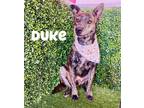 Adopt Duke a Dutch Shepherd / American Pit Bull Terrier / Mixed dog in Portland