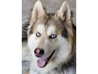 Adopt Samuel (Mid-East) BN a Tan/Yellow/Fawn Husky / German Shepherd Dog dog in