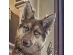Adopt Soffie (Mid-East) BN a Tan/Yellow/Fawn Husky / German Shepherd Dog dog in