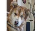 Adopt Sebastian (Mid-East) BN a Tan/Yellow/Fawn Husky / German Shepherd Dog dog