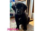 Adopt Jasmine a Black - with White Border Collie / Great Pyrenees / Mixed dog in