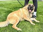 Adopt Buzz a Tan/Yellow/Fawn Shepherd (Unknown Type) / Mixed dog in Yakima