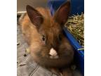Adopt Kennedy a Netherland Dwarf / Mixed (short coat) rabbit in POMONA