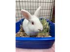 Adopt Misty a Florida White / Mixed (short coat) rabbit in POMONA, NY (41088392)