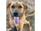 Adopt Clove a Tan/Yellow/Fawn Labrador Retriever dog in Oklahoma City