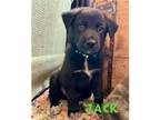 Adopt Jack a Black - with White Border Collie / Great Pyrenees / Mixed dog in