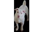 Adopt Spot a White Terrier (Unknown Type, Medium) / Mixed Breed (Medium) / Mixed