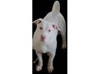 Adopt Spot a White Terrier (Unknown Type, Small) / Mixed dog in Terre Haute