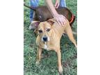 Adopt Baby Girl a Brown/Chocolate - with White Mixed Breed (Medium) / Mixed dog