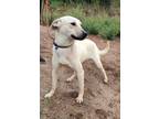 Adopt Jack a Tan/Yellow/Fawn - with Black Feist / Black Mouth Cur / Mixed dog in