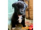 Adopt Andy a Black - with White Border Collie / Great Pyrenees / Mixed dog in