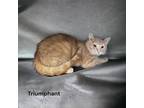 Adopt Triumphant a Tan or Fawn Domestic Shorthair / Domestic Shorthair / Mixed