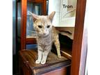 Adopt Tron a Tan or Fawn Domestic Shorthair / Domestic Shorthair / Mixed cat in