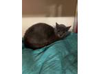 Adopt Juanita a Gray or Blue Domestic Shorthair / Domestic Shorthair / Mixed cat