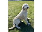 Adopt Rose a Tan/Yellow/Fawn Retriever (Unknown Type) / Poodle (Standard) /