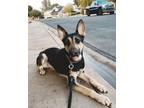 Adopt Delgado a Tan/Yellow/Fawn German Shepherd Dog / Mixed dog in Mesa