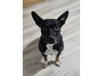 Adopt Adolis a Tan/Yellow/Fawn American Pit Bull Terrier / Australian Cattle Dog