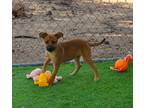 Adopt Blink a Red/Golden/Orange/Chestnut - with Black Carolina Dog / Australian