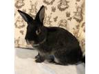 Adopt *Coco a Black Dwarf / Mixed (short coat) rabbit in Waynesboro