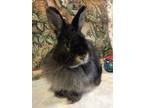 Adopt *Theo a Black Lionhead / Mixed (medium coat) rabbit in Waynesboro