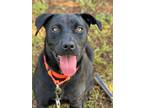 Adopt Kelly a Labrador Retriever / Mixed dog in Darlington, SC (41153064)