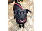 Adopt Kelly a Labrador Retriever / Mixed dog in Darlington, SC (41153064)