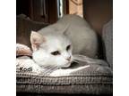 Adopt Kodi a White Domestic Mediumhair / Domestic Shorthair / Mixed cat in