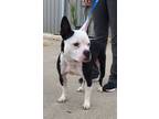 Adopt Stryker a Black - with White Boston Terrier / Mixed dog in Sunnyvale