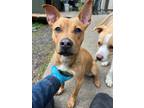 Adopt Lois a Red/Golden/Orange/Chestnut - with White American Staffordshire