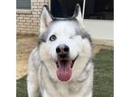 Adopt Nova a Gray/Silver/Salt & Pepper - with White Siberian Husky / Mixed dog