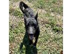 Adopt Screech GCH a Shepherd (Unknown Type) / Mixed dog in Rockaway