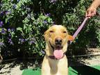 Adopt Stellaq a Golden Retriever / Mixed dog in Cardiff, CA (39650332)