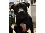 Adopt Negra (Mamma dog) a Black - with White Staffordshire Bull Terrier /