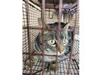 Adopt Clover *Barn Cat* a Brown Tabby Domestic Shorthair / Mixed Breed (Medium)