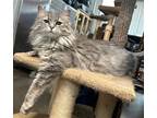 Adopt Smokey a Gray or Blue Domestic Longhair / Mixed (long coat) cat in