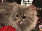 Adopt Smokey a Gray or Blue Domestic Longhair / Mixed (long coat) cat in