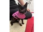 Adopt Alani a All Black Domestic Shorthair / Domestic Shorthair / Mixed cat in