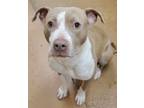 Adopt Macy a Tan/Yellow/Fawn American Pit Bull Terrier / Mixed dog in Fort