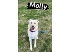 Adopt Molly Moo (Foster Needed) a Shepherd (Unknown Type) / Labrador Retriever /