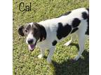 Adopt Cal a White - with Black Beagle / Mixed Breed (Medium) / Mixed dog in East