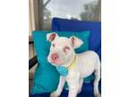 Adopt Remi a White Pit Bull Terrier / Mixed dog in Las Vegas, NV (41175299)
