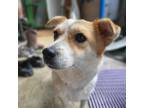 Adopt Sunwoo a White - with Tan, Yellow or Fawn Welsh Corgi / Jindo / Mixed dog
