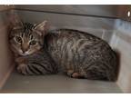 Adopt Crosby@PetSmart a Brown Tabby Domestic Shorthair (short coat) cat in
