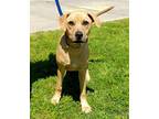 Adopt Rosco a Tan/Yellow/Fawn - with Black Weimaraner / Mixed dog in Slidell