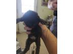 Adopt BooBoo@PetSmart a All Black Domestic Shorthair (short coat) cat in