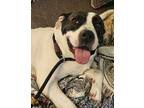 Adopt Clara a White - with Black Pit Bull Terrier / Mixed dog in Maryville