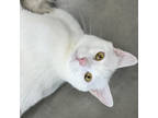 Adopt Impreza a White Domestic Shorthair / Mixed Breed (Medium) / Mixed (short