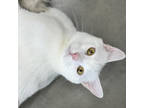 Adopt Impreza a White Domestic Shorthair / Domestic Shorthair / Mixed cat in