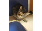 Adopt Tommy a Gray or Blue Domestic Shorthair / Mixed Breed (Medium) / Mixed